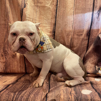 Grooming Van Image