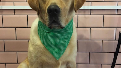 Grooming Van Image