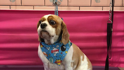 Grooming Van Image