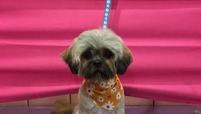 Grooming Van Image
