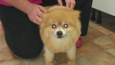 Grooming Van Image