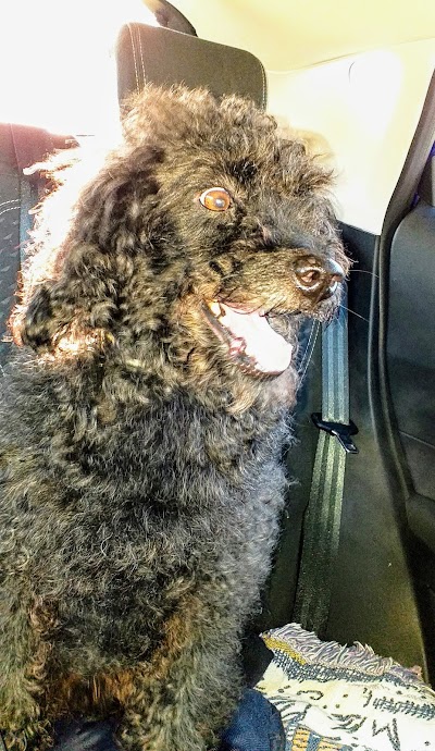 Sue's Dog Grooming
