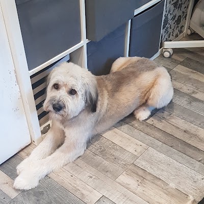 Grooming Van Image