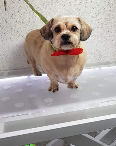 Grooming Van Image