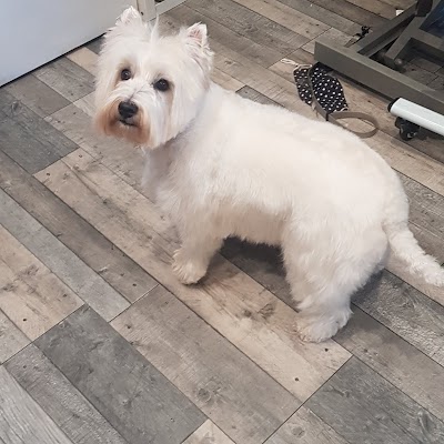 Grooming Van Image