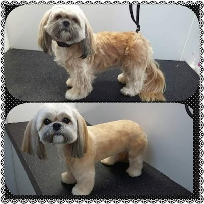 Grooming Van Image