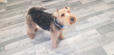 Grooming Van Image