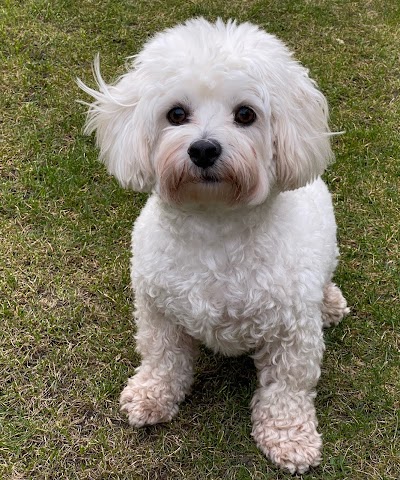 Grooming Van Image