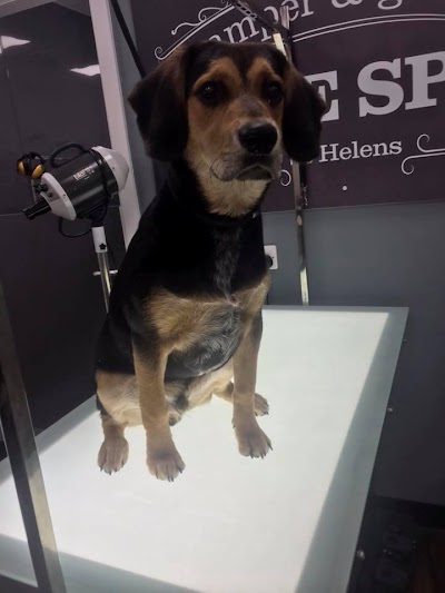 Grooming Van Image