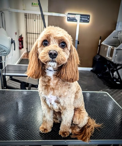 Grooming Van Image