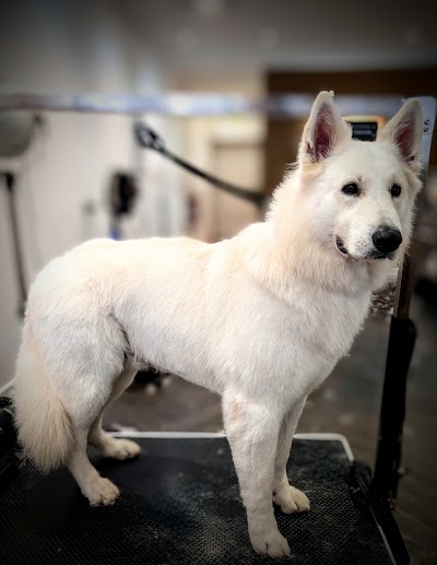 Grooming Van Image