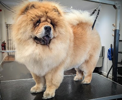 Grooming Van Image