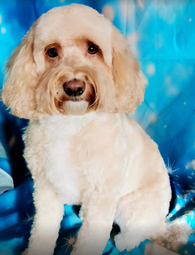 Grooming Van Image