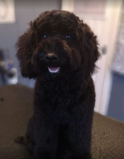 Grooming Van Image