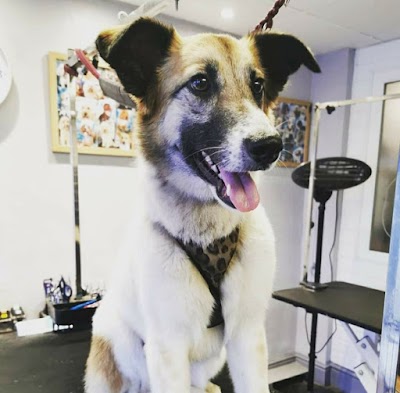 Grooming Van Image