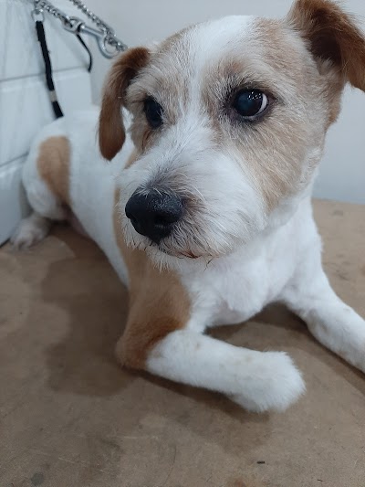 Grooming Van Image