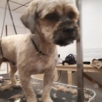 Grooming Van Image