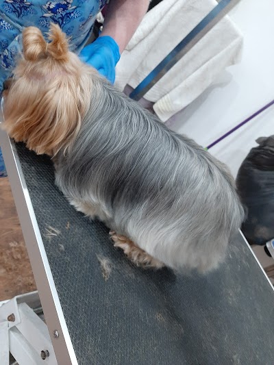 Grooming Van Image