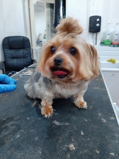 Grooming Van Image