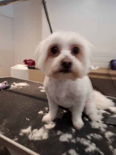 Grooming Van Image