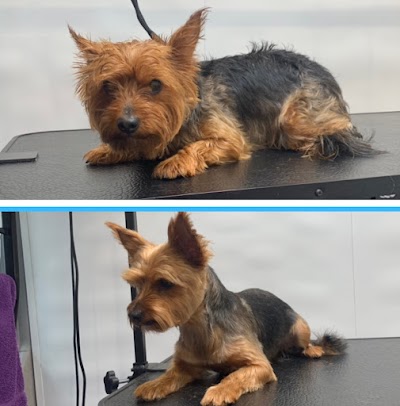 Grooming Van Image