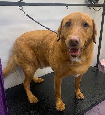 Grooming Van Image