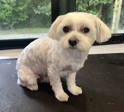 Grooming Van Image