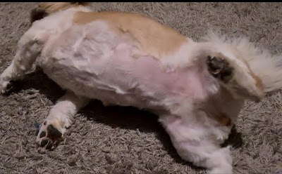 Grooming Van Image