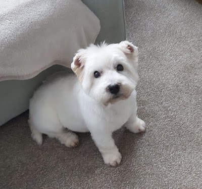Grooming Van Image