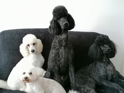 Grooming Van Image