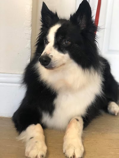 Grooming Van Image