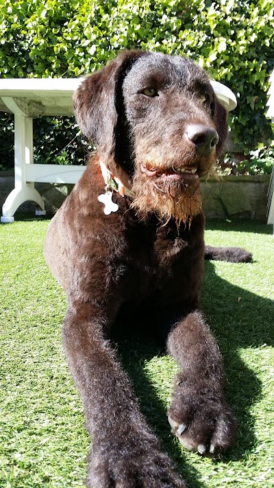 Grooming Van Image