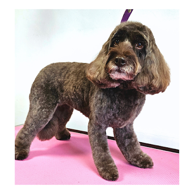 Grooming Van Image