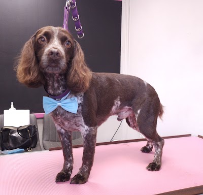 Grooming Van Image