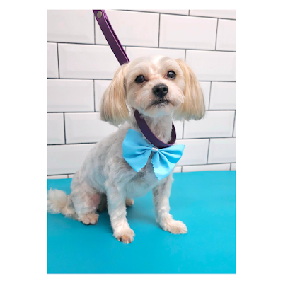 Grooming Van Image