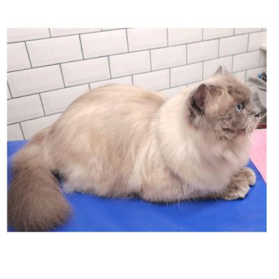 Grooming Van Image