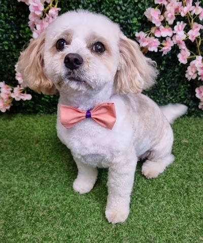 Grooming Van Image