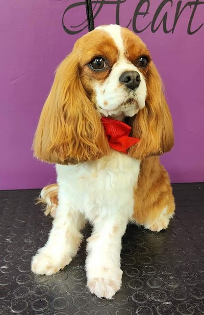 Grooming Van Image