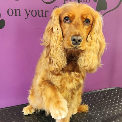 Grooming Van Image