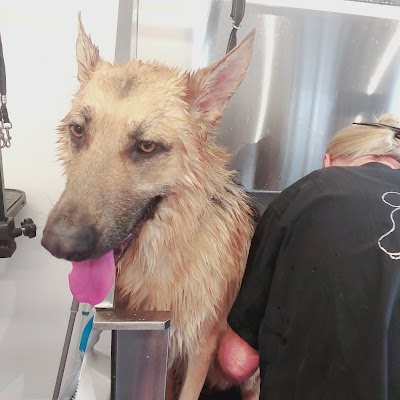 Grooming Van Image