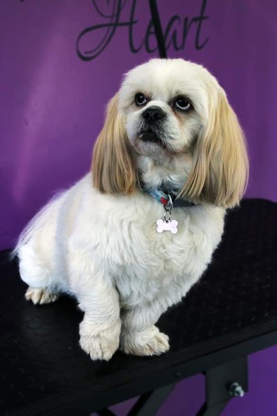 green's dog grooming
