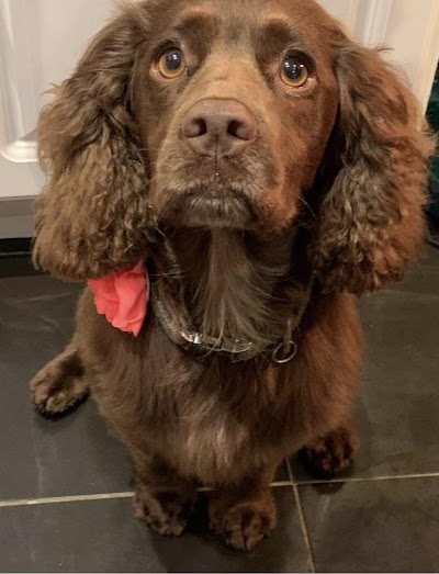 Grooming Van Image