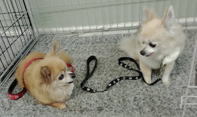 Grooming Van Image