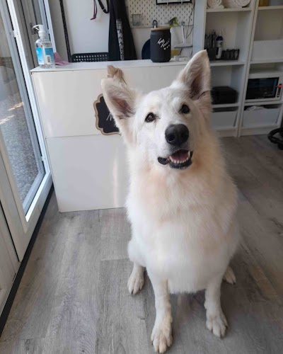 Grooming Van Image