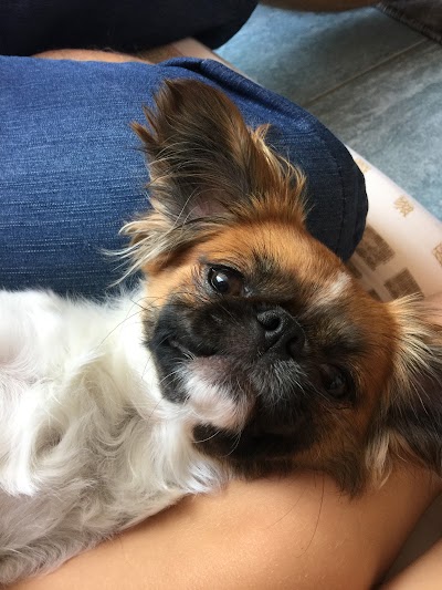 Grooming Van Image