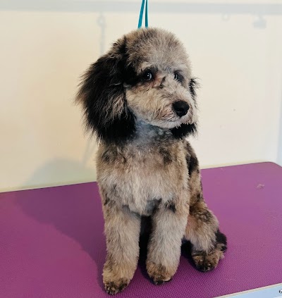 Grooming Van Image
