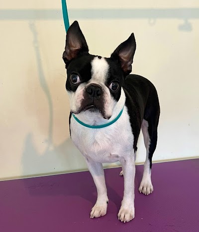 Grooming Van Image