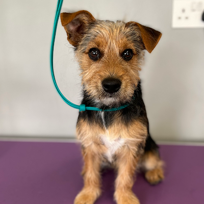 Grooming Van Image