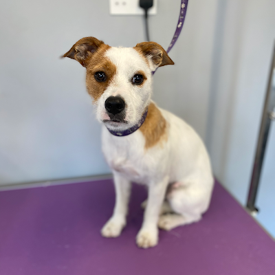 Grooming Van Image