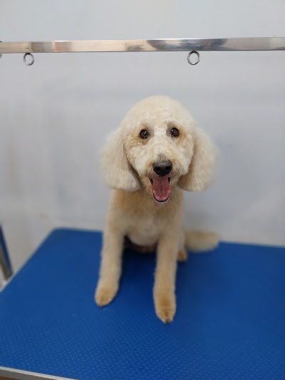Grooming Van Image